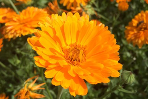 Ringelblume