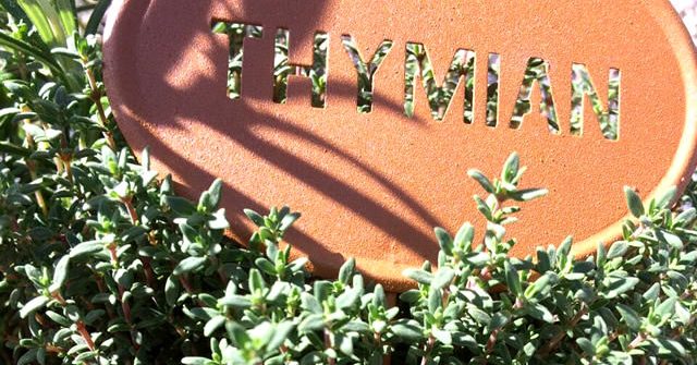 Thymian mit Beschriftung